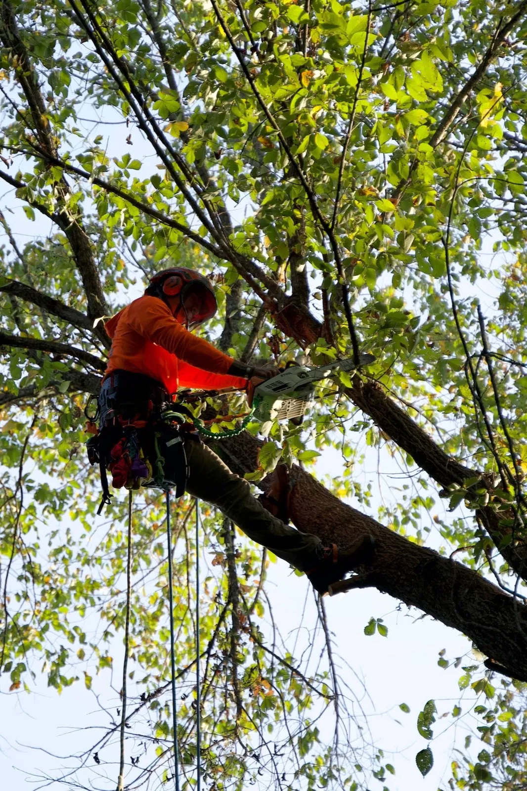 Swamp Fox Tree Co. climber pruning a limb high in the canopy