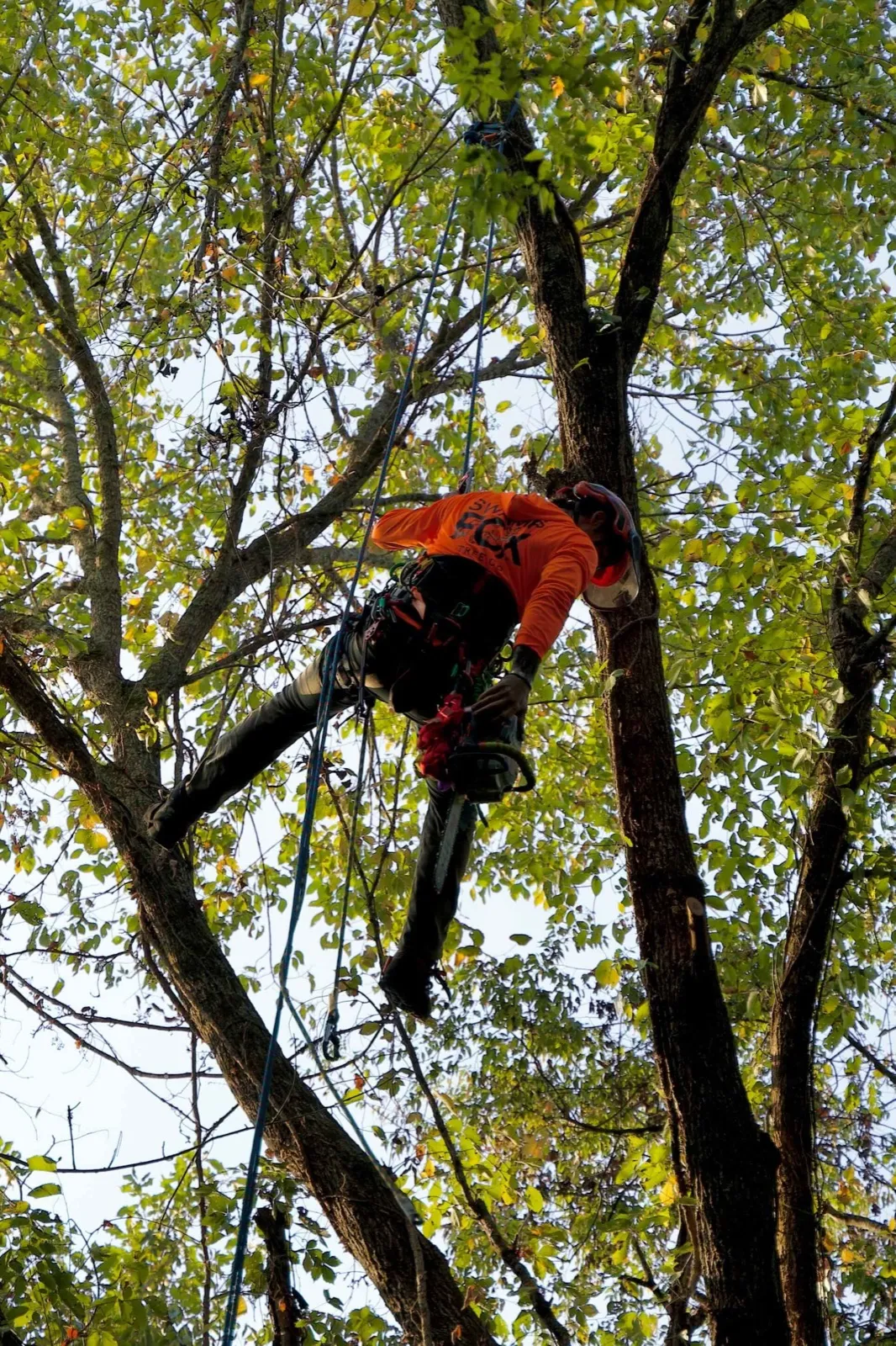 Swamp Fox Tree Co. climber working high in a tree